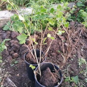 ¿A qué distancia entre sí se plantan grosellas y grosellas?