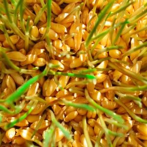 Features of the production and use of wheat sprouts