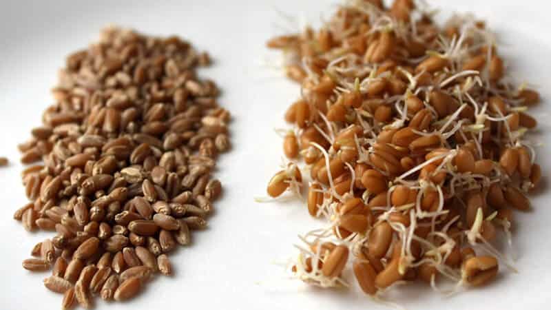 Features of the production and use of wheat sprouts