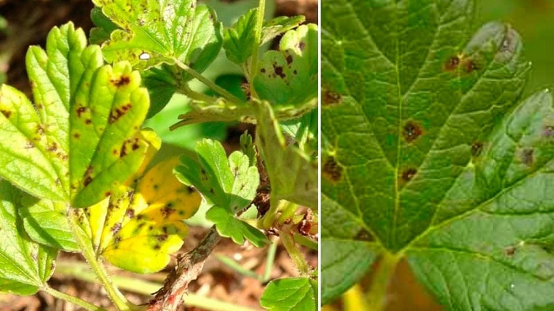 Por qué aparecen manchas rojas en las hojas de grosella y cómo tratarlas