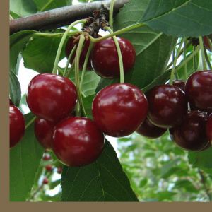 È possibile piantare le ciliegie a luglio e come farlo correttamente: istruzioni e consigli di giardinieri esperti