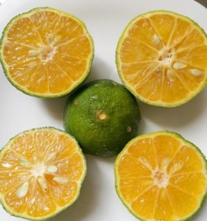 What is the name of the hybrid of lemon and tangerine?