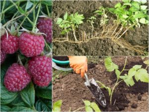 Instruccions per a la cura dels gerds a l'estiu per a principiants i consells de jardiners experimentats