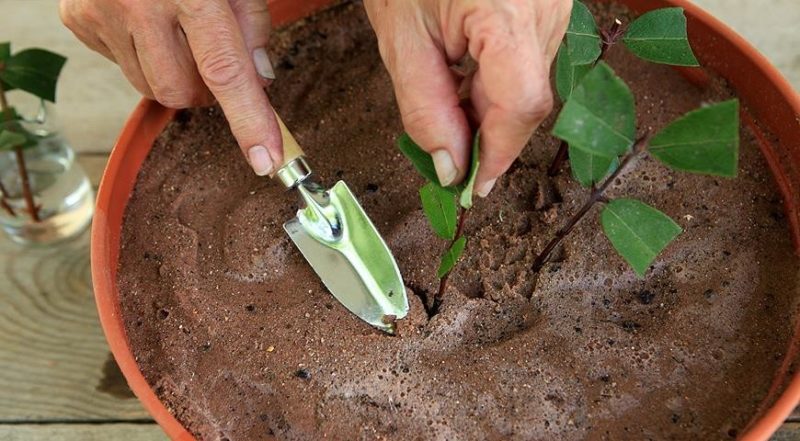 Bagaimana untuk menyebarkan honeysuckle honeysuckle dengan keratan pada musim panas