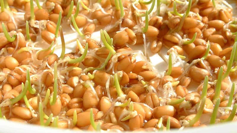 Features of the production and use of wheat sprouts