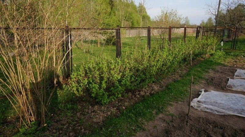 Hol a legjobb hely egres ültetésére a kertben?