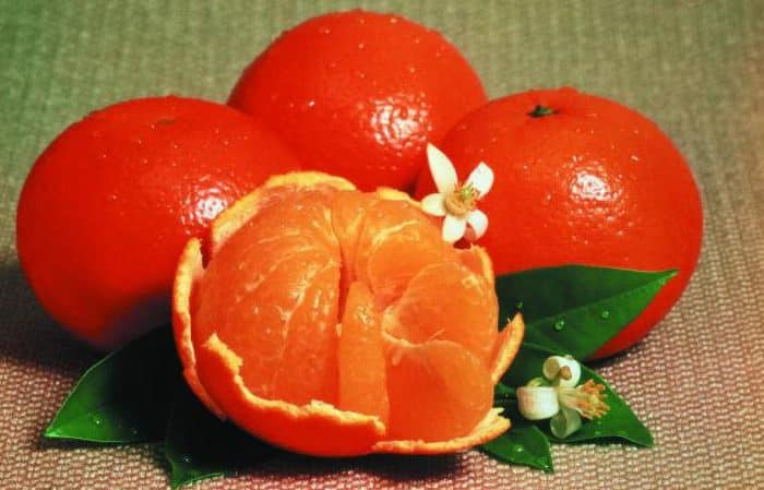 Kako se imenuje hibrid limone in mandarine?