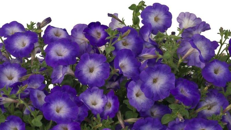 Descripción, variedades, cultivo de petunia Gioconda.