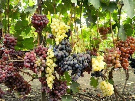 Mga rekomendasyon mula sa mga nakaranasang winegrower: posible bang magtanim ng iba't ibang uri ng ubas nang magkatabi at ano ang mga benepisyo at pinsala nito?