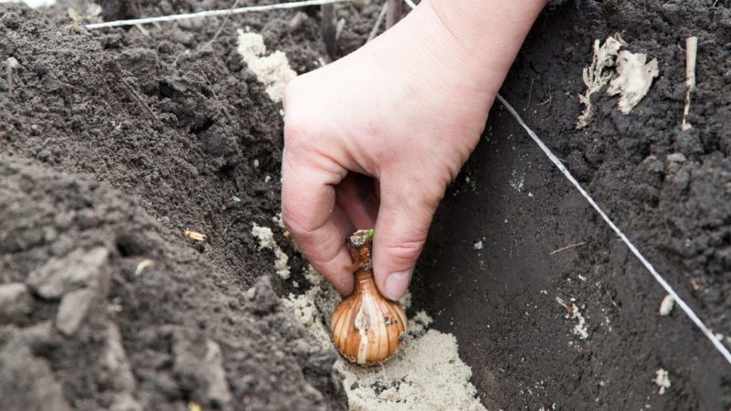 Un guide pour planter des tulipes en août pour les jardiniers débutants