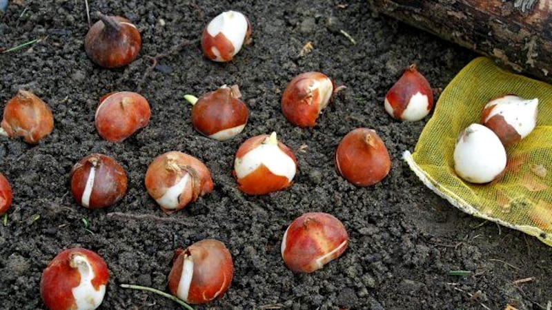 Un guide pour planter des tulipes en août pour les jardiniers débutants