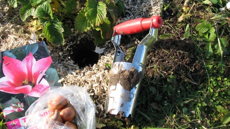 Una guia per plantar tulipes a l'agost per a jardiners principiants