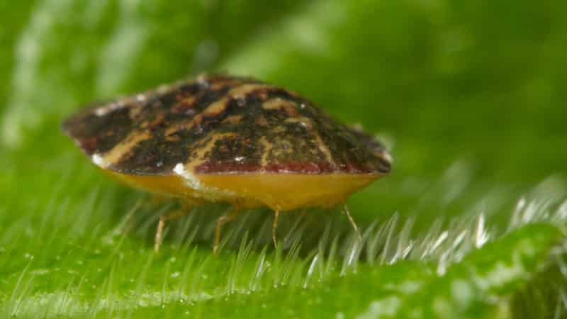 How to escape from pepper pests in a greenhouse