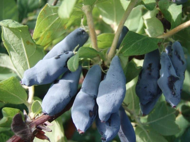 large-fruited varieties of honeysuckle