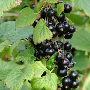 Warum sind schwarze Johannisbeeren schwarz?