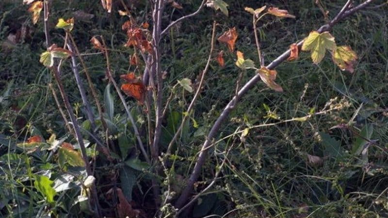 Why do currants dry out along with the berries and what to do about it