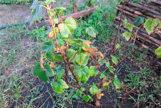 Why do currants dry out along with the berries and what to do about it