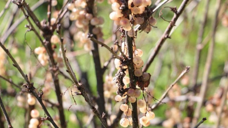 Why do currants dry out along with the berries and what to do about it