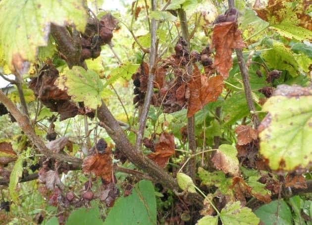 Why do currants dry out along with the berries and what to do about it