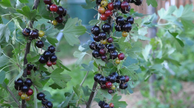 Warum sind schwarze Johannisbeeren schwarz?