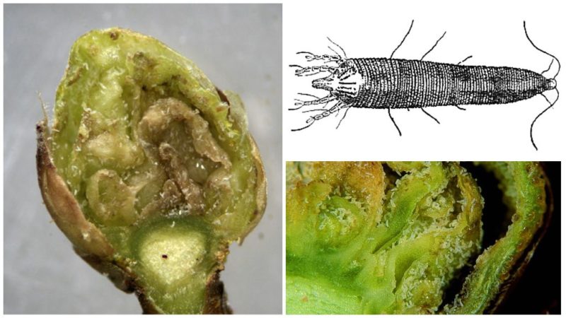 Perché l'uva spina diventa gialla e secca in estate e cosa fare al riguardo?