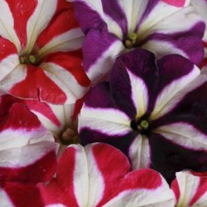 Descripción, variedades, cultivo de petunia Gioconda.