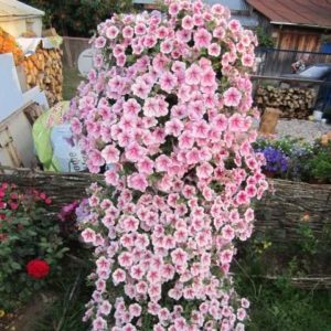 Descripción, variedades, cultivo de petunia Gioconda.