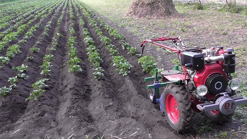 Technik zum Häufen von Kartoffeln mit einem handgeführten Traktor