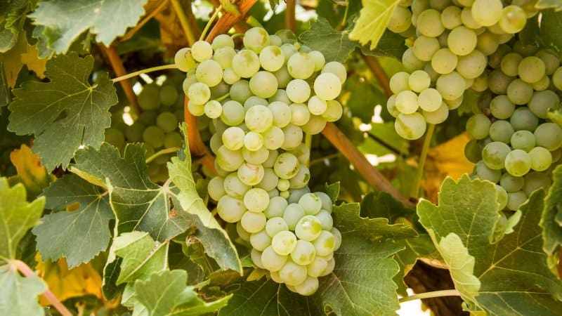 Top best grape varieties for central Russia