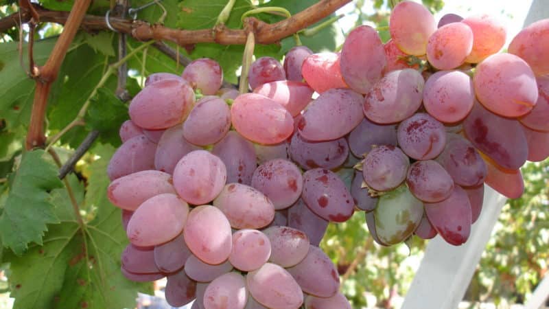 Top best grape varieties for central Russia