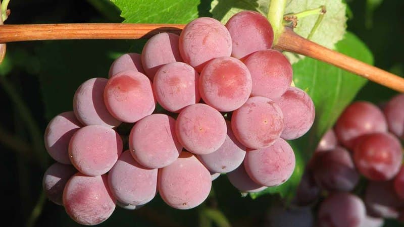 Top best grape varieties for central Russia