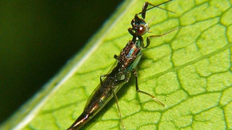 Paano makatakas mula sa mga peste ng paminta sa isang greenhouse