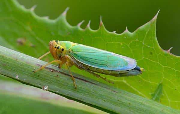 How to properly treat grapes against diseases and pests in the spring after opening