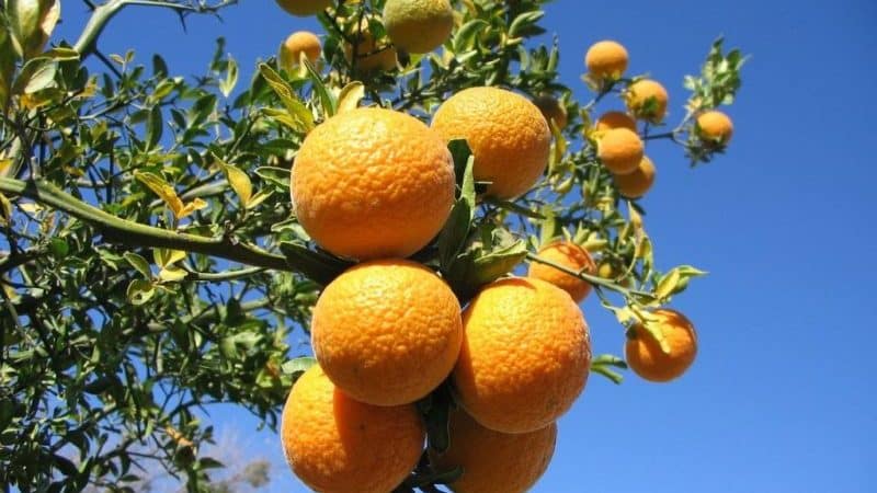 Kako se imenuje hibrid limone in mandarine?