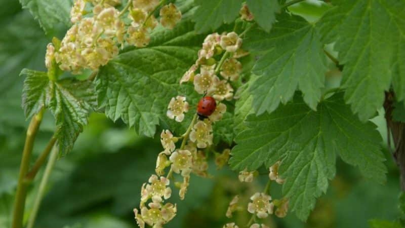 Warum sind schwarze Johannisbeeren schwarz?