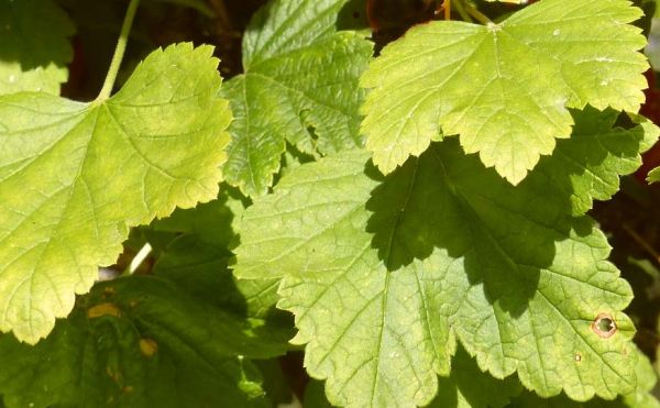 Pourquoi les feuilles de cassis ont-elles des feuilles pâles, que faire et comment y remédier