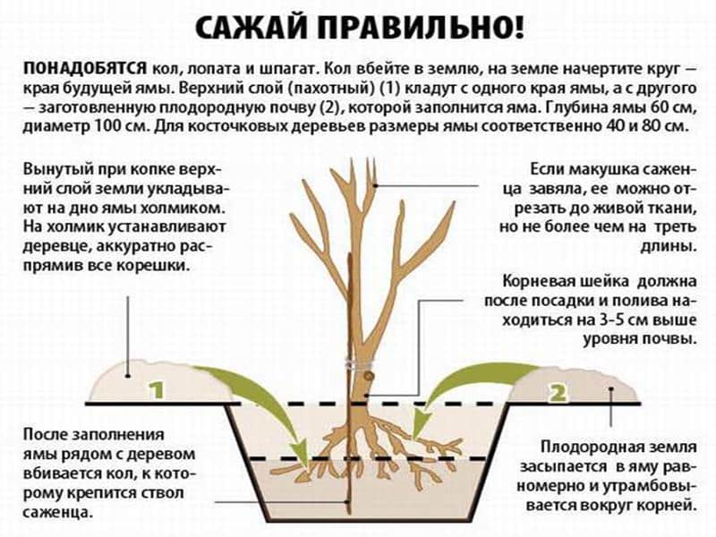 Lehetséges-e júliusban cseresznyét ültetni, és hogyan kell helyesen csinálni: tapasztalt kertészek utasításai és tanácsai