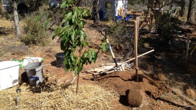 ¿Es posible plantar cerezas en julio y cómo hacerlo correctamente: instrucciones y consejos de jardineros experimentados?