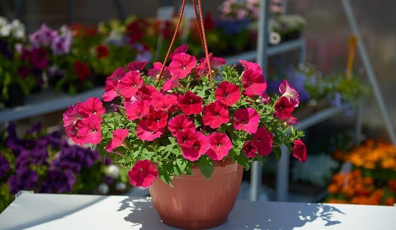 Hvordan, hvornår og hvad skal man fodre petunia til frodig blomstring