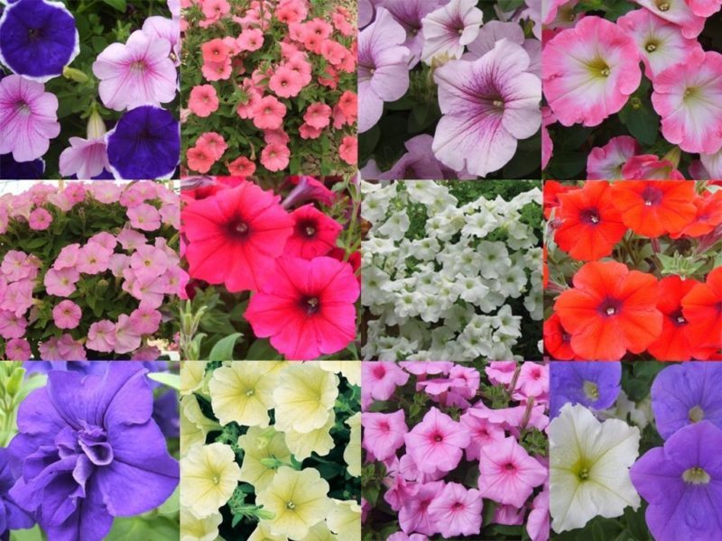 Types and best varieties of perennial petunia