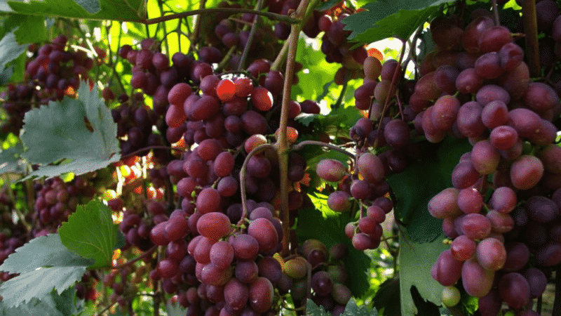 As melhores variedades de uvas da Rússia central