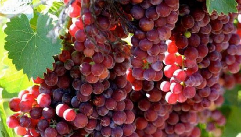 Reliable ways to determine the grape variety yourself