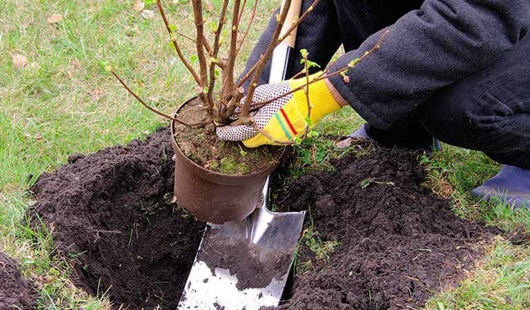 I hvilken afstand fra hinanden plantes stikkelsbær- og ribsbuske?