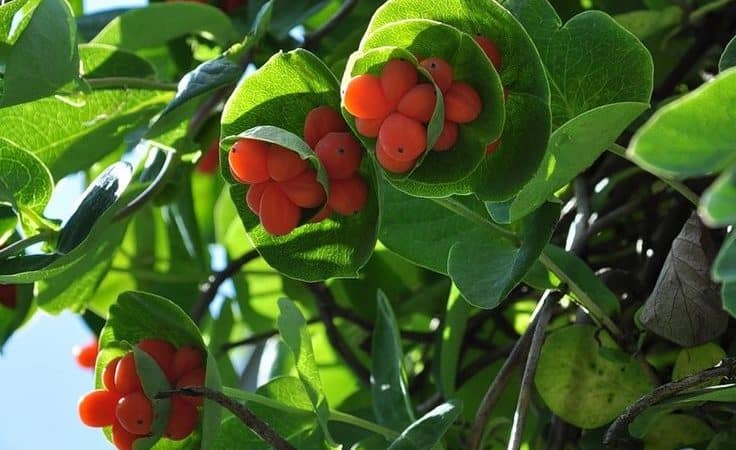 Mga uri at uri ng pandekorasyon na climbing honeysuckle