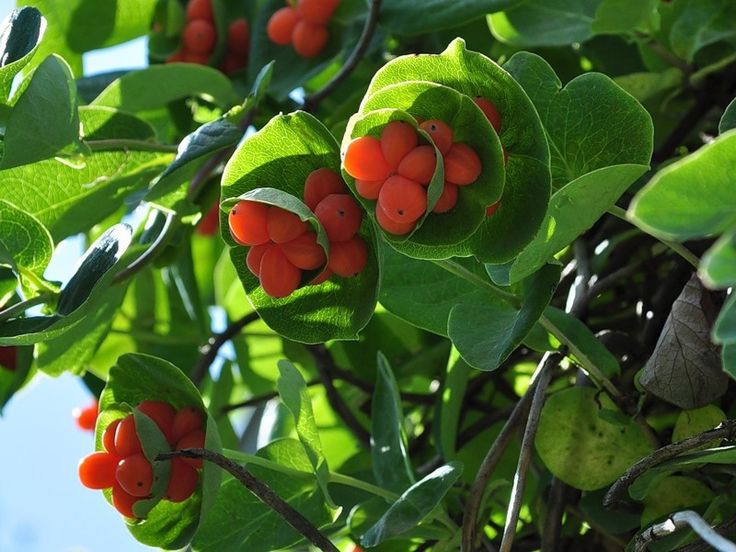 Les fruits du chèvrefeuille sont-ils comestibles ou non ?