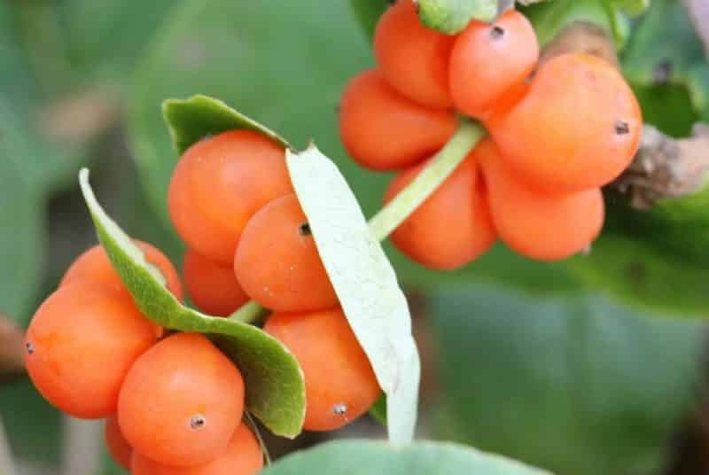 Les fruits du chèvrefeuille sont-ils comestibles ou non ?