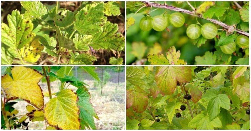 Pourquoi les groseilles jaunissent-elles et sèchent-elles en été et que faire ?