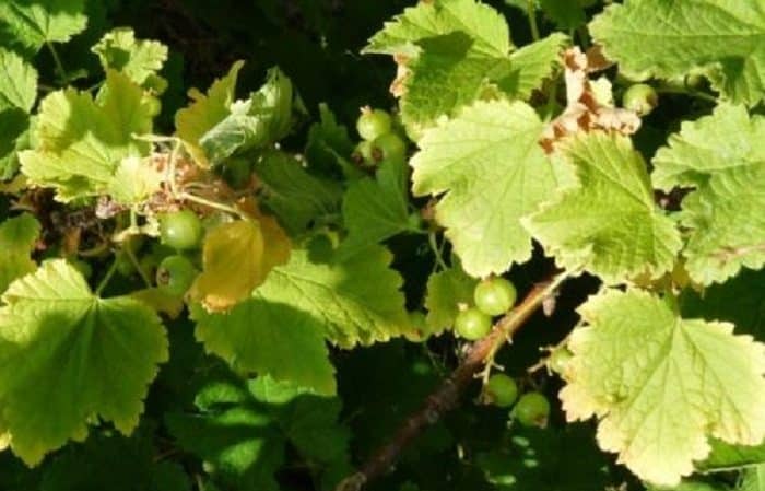 Perché l'uva spina diventa gialla e secca in estate e cosa fare al riguardo?