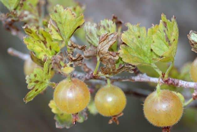 Perché l'uva spina diventa gialla e secca in estate e cosa fare al riguardo?