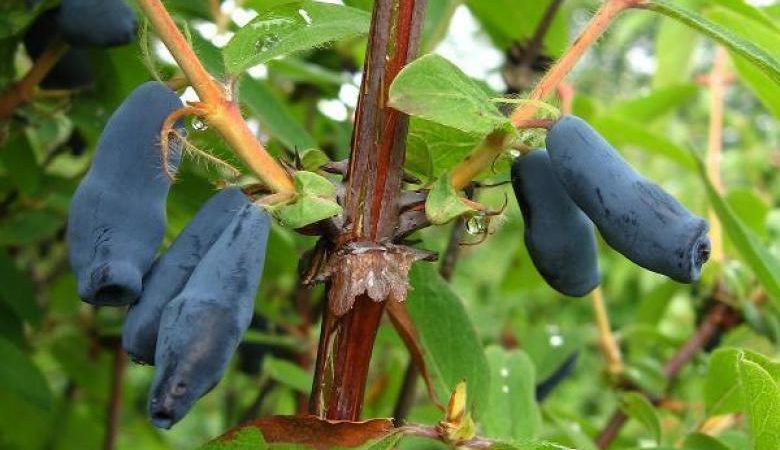 Variedade de madressilva de meia temporada com sabor agridoce Rouxinol